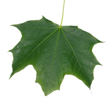 norway maple leaf type