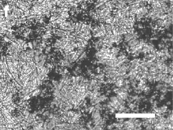 Network of graphite particles formed by freezing a graphite suspension in hexane
