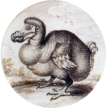 A 1626 drawing of a dodo by Adriaen van de Venne