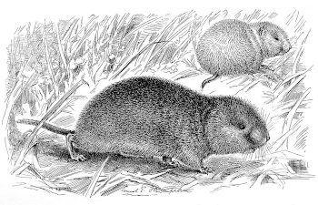 field mouse, Microtus pennsylvanicus