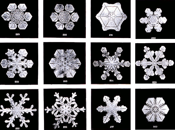 Snowflakes photographed at Jericho, Vermont, by Wilson Alwyn Bentley (1902).