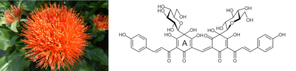 Red-orange safflower and the chemical structure of the red dye, carthamin