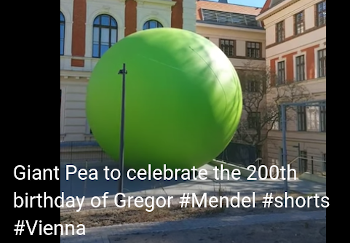 Giant pea in Vienna to celebrate Gregor Mendel's 200th birthday in 2022
