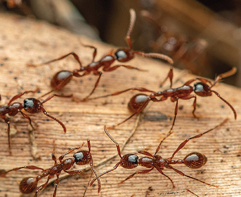 Driver ants of the genus Aenictus