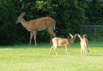 Mother deer and her fawns