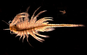 Brine shrimp, Artemia monica