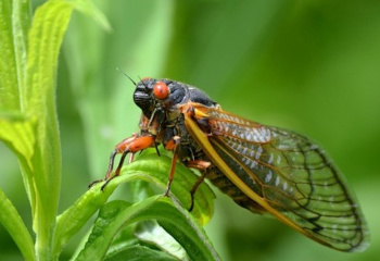A North American cicada.