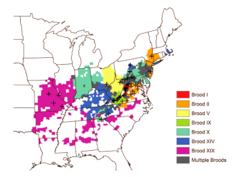 Geographic distribution of periodical cicada broods.